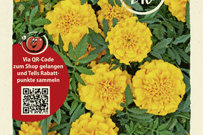 �illets d'Inde, Tag�tes 'Primo Yellow' - graines