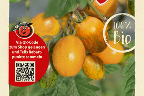 Tomate OpenSky� 'Amberone'�