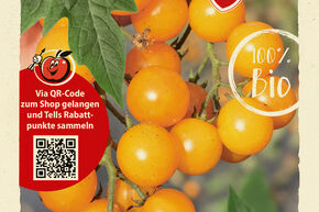 Tomate OpenSky� 'Orangelina'�