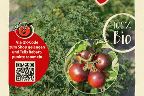 Tomate 'Schlingel Filou'�