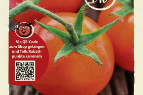 Tomates 'Berner Rose' graines