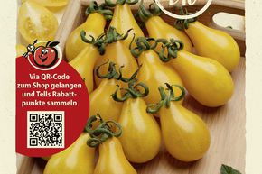 Tomates 'Dattelwein' - graines