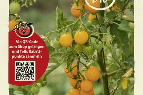 Tomates 'Gelbe Johannisbeere' - graines