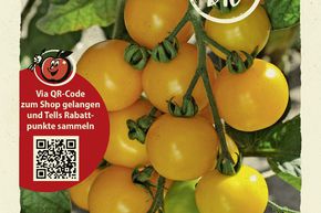 Tomates 'Justens Gelbe' - graines