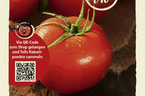 Tomates 'Moneymaker' - graines
