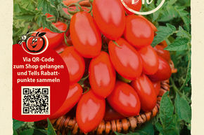 Tomates 'Naama' - graines