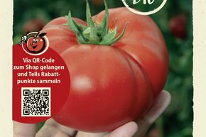 Tomates 'Ochsenherz �sterreicher' - graines