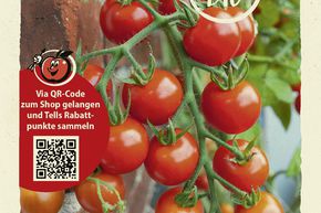 Tomates 'Primabella' graines