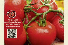 Tomates 'Rondobella' graines