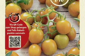 Tomates 'Sunviva' - graines