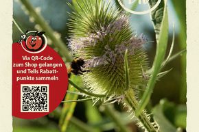 Card�re tisserande - graines