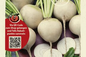 Betterave blanche 'Albina Vereduna' - graines