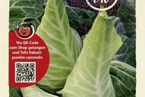 Chou blanc 'Filderkraut' - graines