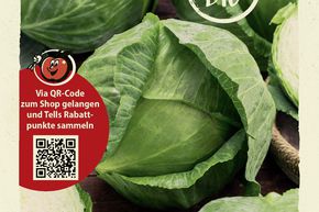 Chou blanc 'Oststeirerkraut' - graines