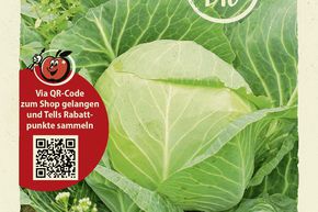 Chou blanc 'Ruhm von Enkhuizen 2' - graines