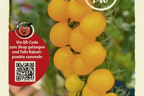 Tomates sauvages 'Golden Currant' - graines