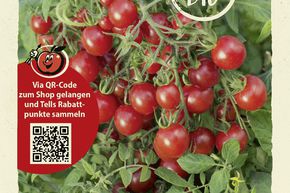Tomates sauvages 'Rote Ribisel' - graines