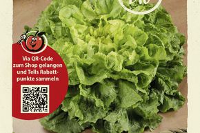 Endives d'hiver 'Nummer Vijf 2' - graines