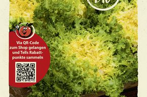 Endives d'hiver 'Wallonne' - graines