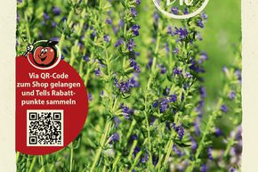 hysope officinale ou hyssope - graines