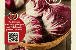 Chicor�e (Radicchio) 'TT 506' - graines