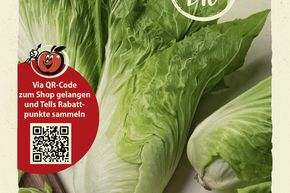 Chicor�e 'Zuckerhut' - graines