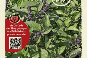 Basilic 'cannelle' - graines
