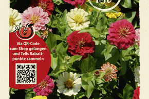 Zinnia 'Kalifornische Riesen' - graines