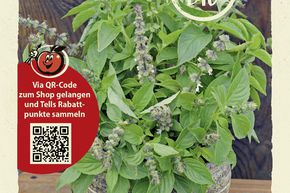 Basilic citron - graines