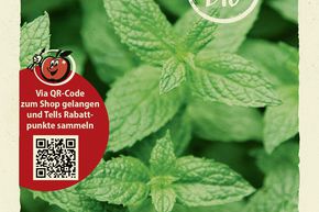 M�lisse citronn�e, M�lisse officinale - graines
