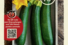 Courgette 'Black Beauty' - graines