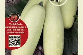 Courgette 'Erken' - graines