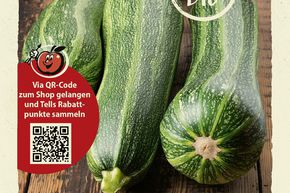 Courgette 'Striato d'Italia' - graines