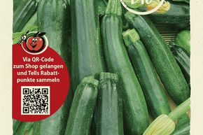 Courgette 'Zelena Tikvica' - graines