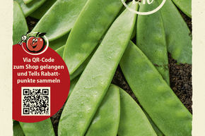 Pois mange-tout 'Hendriks' - graines