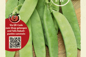 Pois mange-tout 'Norli' - graines