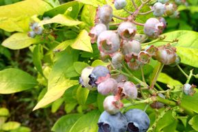 Myrtillier Luberissima� Yello!Belloblue�