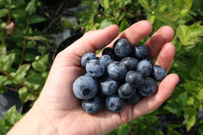 Myrtillier Luberissima� 'Blue Dessert�'