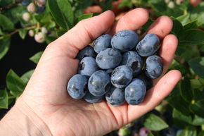 Myrtillier Luberissima� 'Blueroma�'