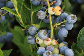 Myrtillier Luberissima� 'Bluesbrothers'