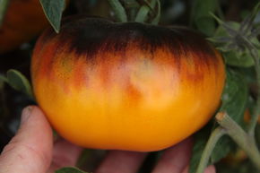 Tomate, tomate Heirloom 'Lucid Gem'