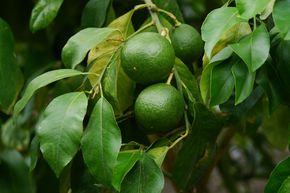 Citron Poire du Commandeur, Lime 'Pomum Adami'