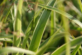 Luzule des bois, Grande luzule 'Marginata'