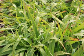 Luzule des bois, Grande luzule 'Tauernpa�'