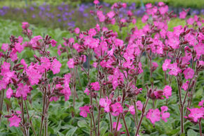 Oeillet-de-Dieux 'Rolly's Favorite'