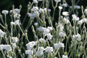 Coquelourde des Jardins 'Alba'