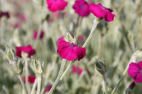 Coquelourde des Jardins