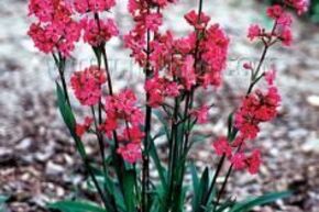 Attrape mouches 'Splendens'
