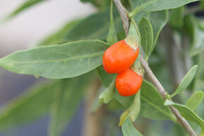 Goji 'Sweet Success�'