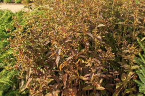 Lysimaque cili�e pourpre 'Firecracker'
